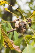 Walnuts on the tree