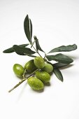 Olive sprig with green olives