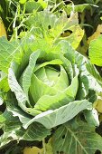 Green cabbage in the field