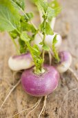 Several turnips