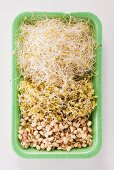 Various types of seed sprouts in green tray