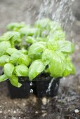 Watering basil