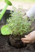 Child's hands planting herbs in soil