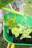 Watering lettuce plants in wheelbarrow