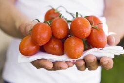 Hände halten frische Tomaten auf Geschirrtuch