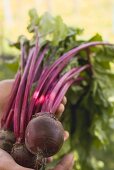 Hands holding fresh beetroot