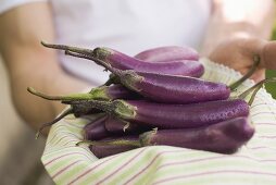 Hands holding fresh aubergines on tea towel