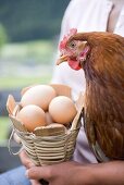 Frau hält lebendiges Huhn und Korb mit Eiern