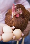 Frau hält Eier und lebendiges Huhn