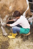 Cow being milked