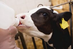 Kalb trinkt aus Milchflasche