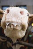 Cow in stall (close-up of mouth)