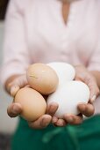 Hands holding fresh eggs