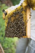 Imker hält Bienenwabe mit Bienen