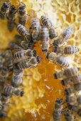 Honeycomb with bees (close-up)