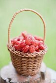 Wild strawberries in basket