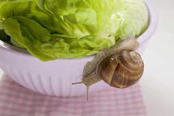 Live snail on lettuce in bowl