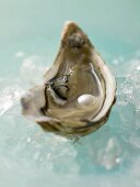 Fresh oyster with pearl on crushed ice