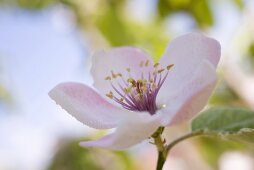 Almond blossom on branch