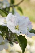 Apple blossom on branch