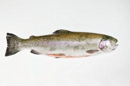 Salmon trout