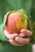 Child's hands holding nectarine with leaves