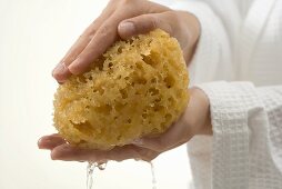 Hands squeezing out wet bath sponge