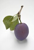 Plum with stalk and leaves