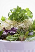 Sprouts, herbs and salad leaves in bowl