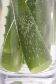 Aloe vera leaves in glass of water