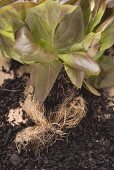Rote Kopfsalatpflanze mit Wurzeln und Erde