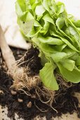 Lettuce with roots and soil, garden tool beside it