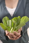 Woman holding fresh pak choi