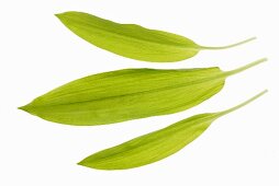 Three ramsons (wild garlic) leaves