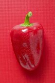 Red pepper with drops of water on red background