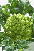 Romanesco broccoli with leaves (detail)