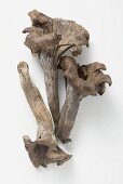 Three black chanterelles