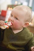 Baby biting into Christmas biscuit