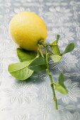 Fresh lemon with part of branch