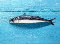 Mackerel on blue painted wooden background
