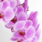 Pinkfarbene Orchideen
