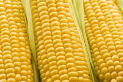Three cobs of corn side by side (detail)