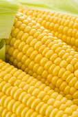 Three cobs of corn