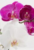 Two different orchids (close-up)
