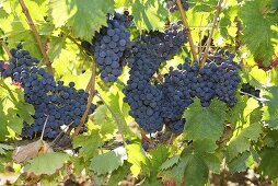 Red wine grapes on the vine