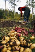 Woman digging up potatoes (Sweden)