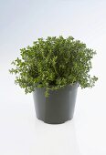 Thyme in a pot