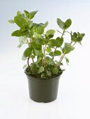 Chocolate mint in a pot