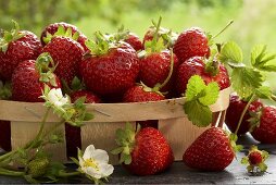 Körbchen mit frisch gepflückten Erdbeeren