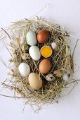 Various types of eggs on hay